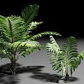 Lush Green Shrubs Featuring Long Feathery Leaves And Natural Shadows