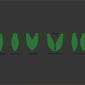 Detailed Human Organ And Hair Structure Models With Development Stages