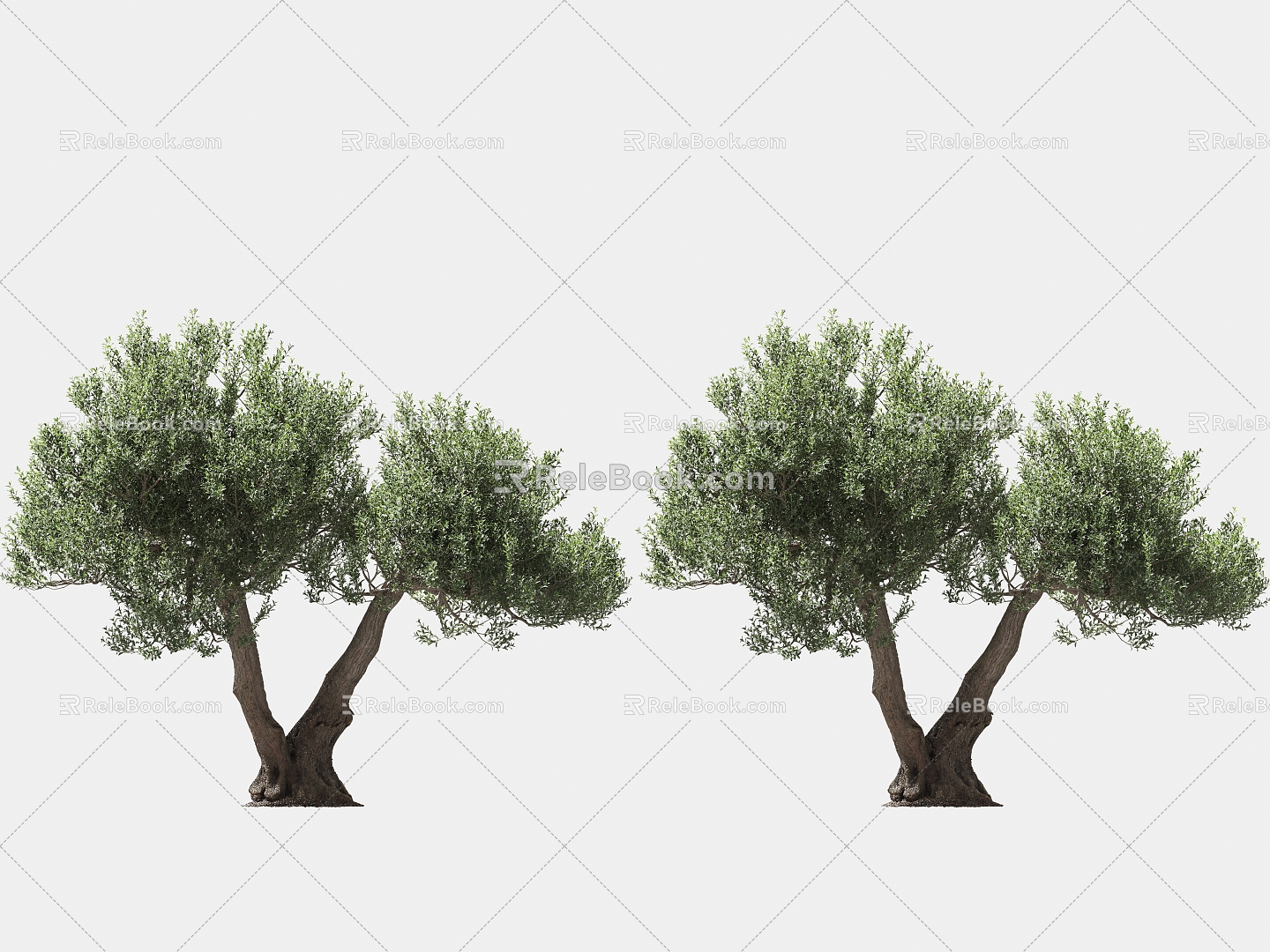 olive tree solitary tree planting arbor landscape tree trees 3d model