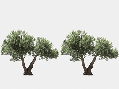 olive tree solitary tree planting arbor landscape trees 3d model