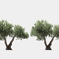 olive tree solitary tree planting arbor landscape tree trees 3d model