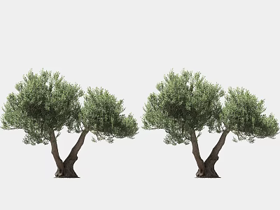 Lush Green Olive Trees with Thick Trunks and Dense Foliage on White Background 3d model