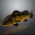 Vibrant Fish With Yellow Orange Black Stripes Red Fins Tail Open Mouth On Gray Background