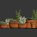 Various Succulent Plants in Terracotta Pots with Green Leaves and Pink Flowers