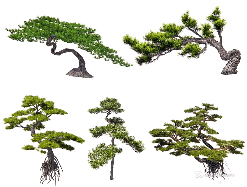 Various Bonsai Style Trees With Curved Branches Lush Green Foliage And Exposed Roots 3d model 