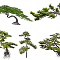 Various Bonsai Style Trees With Curved Branches Lush Green Foliage And Exposed Roots