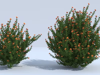 Two Clusters of Lush Green Shrubs with Beautiful Orange Small Flowers 3d model