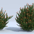 Two Clusters of Lush Green Shrubs with Beautiful Orange Small Flowers