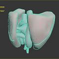Human Thoracic Organ Lungs 3D Rendering Showing Anatomical Structure And Internal Details 3d model