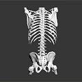 Anatomical Human Skeleton Model With Spine And Ribs For Medical Teaching