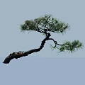 Curved Trunk Pine Arbor with Pine Needles and Reflection on Water Surface in Light Sky