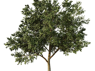 Healthy Tall Arbor with Dense Green Leaves and Solid Trunk Isolated on White Background 3d model