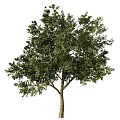 Tree 3d model