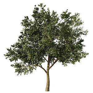 Tree 3d model