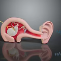 Human Ear Anatomical Model Showing Internal Cochlea Ossicles And External Features 3d model
