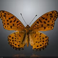 Vibrant Orange Butterfly With Black Spots On Its Colorful Wings