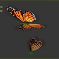 Two Orange And Black Winged Butterflies With Spots On Gray Background And Reflection