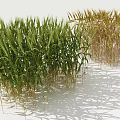 3D Rendered Wheat Field Displaying Golden Ears And Lush Green Seedlings In Foreground Background
