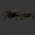 Three Varied Colored Spiders with Detailed Designs and Distinct Features