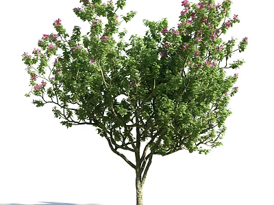 Lush Arbor with Green Leaves and Pink Blossoms on Sturdy Trunk and Branches 3d model