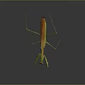 Green and Orange Flying Praying Mantis Standing With Long Slender Legs And Reflection