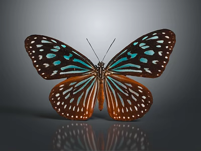 Vibrant Blue Green Brown Butterfly With White Spots And Reflection On Gray Background 3d model