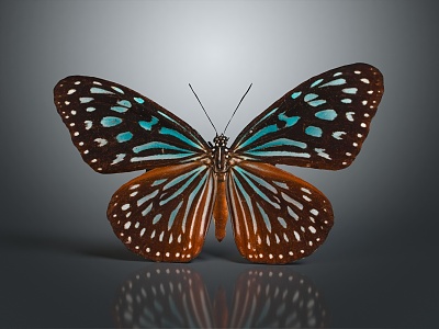 Modern Butterfly Colored Butterfly Tabby Butterfly Leaf Butterfly 3d model