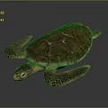 Realistic Colorful Sea Turtle With Detailed Shell Texture And Webbed Flippers Design