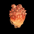 Deep Sea Orange Red Marine Creature With Spherical Surface Bumps And Unique Structure