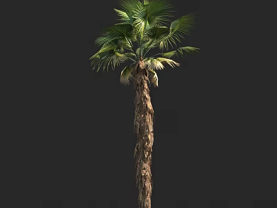 Tall Palm Tree With Green Fronds And Textured Trunk Natural Form 3d model