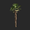 Tall Palm Tree With Green Fronds And Textured Trunk Natural Form