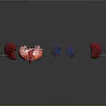 Human Internal Organs Anatomical 3D Model Illustration With Lung Heart And Vascular Structures