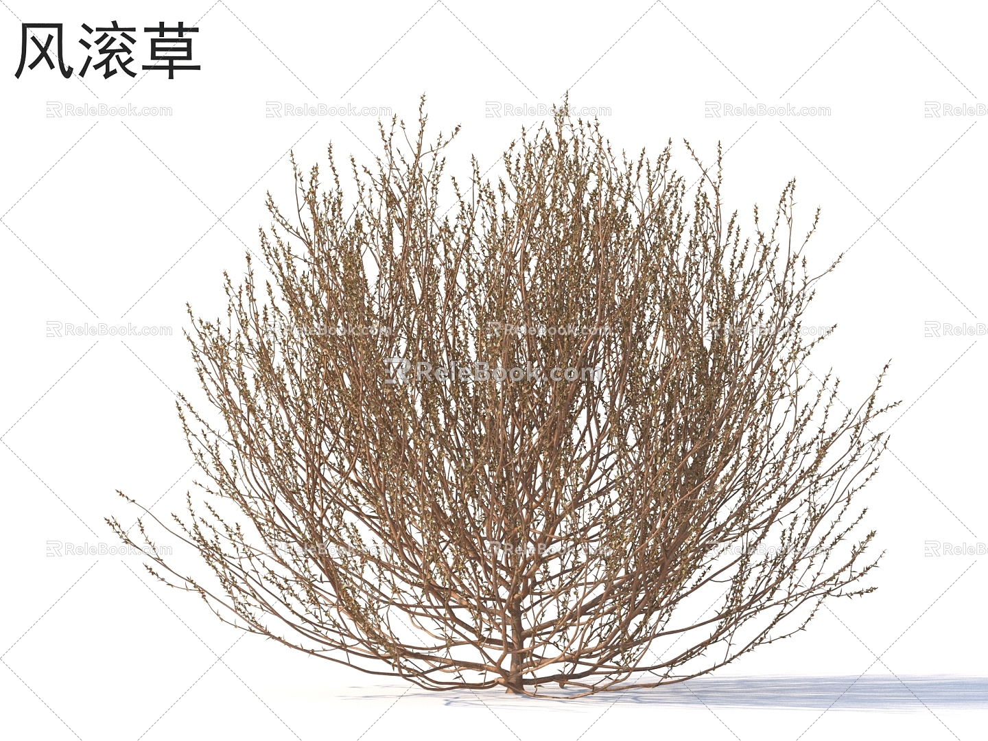 Tumbleweed Flowers Shrubs Plants 3d model