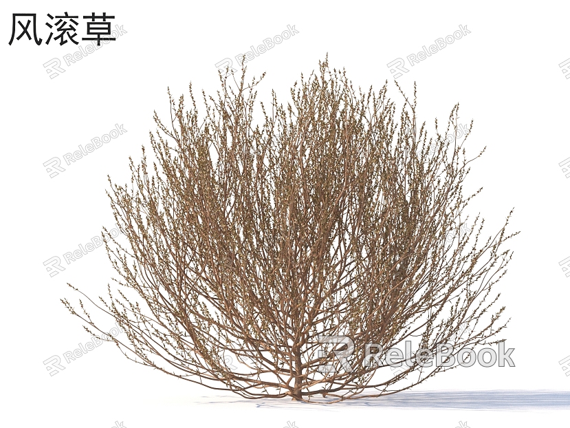 Tumbleweed Flowers Shrubs Plants model