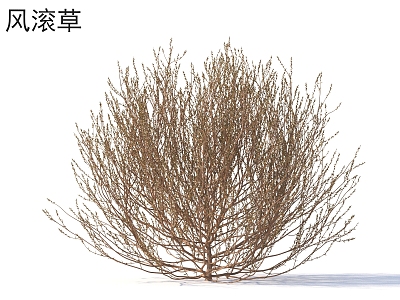 Tumbleweed Flowers Shrubs Plants model