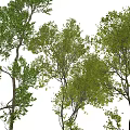 Lush Green Arbor With Dense Foliage And Tall Trunks In Natural Scene