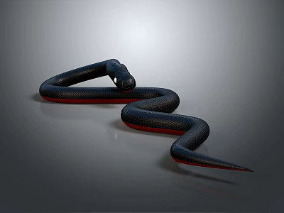 Black Snake With Red Accents Coiled On Smooth Gray Surface 3d model