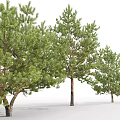 Multiple Arbor Trees With Lush Green Foliage And Sturdy Trunks 3d model