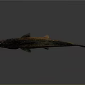 Shiny Brown Fish With Natural Scales Isolated On Gray Background