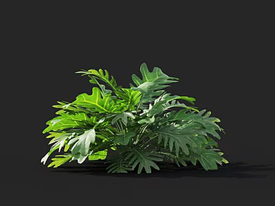 Vibrant Green Fern Plant With Large Lush Leaves On Black Background 3d model
