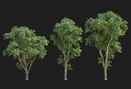 Landscape Big Tree High Rod Honey Berry Sapindus Tree Garden Green Plant Group Outdoor Sits 3d model