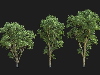 Landscape Big Tree High Rod Honey Berry Sapindus Tree Garden Green Plant Group Outdoor Sits 3d model