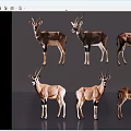 Six Antelopes in Various Standing Poses on Gray Background Display Wildlife Features