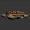 Realistic Orange Brown Patterned Shell Turtle With Spotted Flippers On Dark Background 3d model