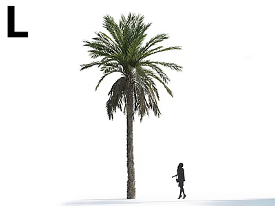 Tall Palm Tree As Arbor With Person Walking Nearby In White Background 3d model