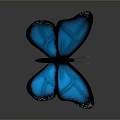 Vibrant Blue Butterfly With Black Edged Wings On Gradient Gray Background