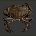 Brown Crab With Red Eyes Detailed Body Structure And Claws On Dark Background