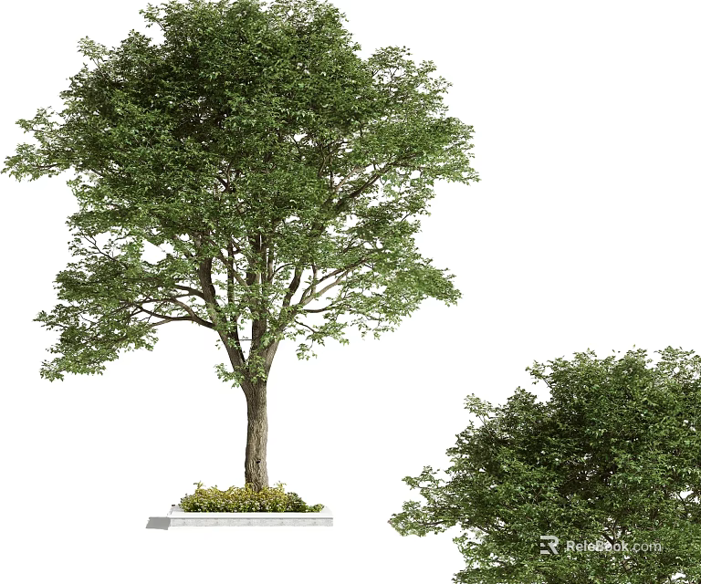 Tall Arbor With Lush Green Leaves Strong Trunk And Smaller Companion Tree 3d model 