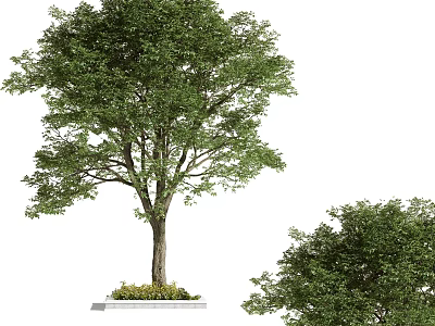 Tall Arbor With Lush Green Leaves Strong Trunk And Smaller Companion Tree 3d model