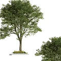 Trees Arbor 3d model